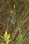 Carolina yelloweyed grass